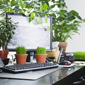 Office space decorated with plants