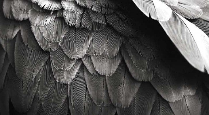 angel wings image